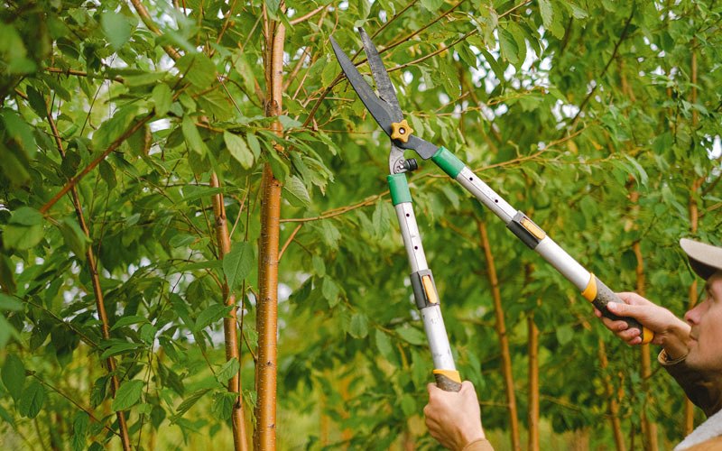 Tree trimming in Tabor, IA